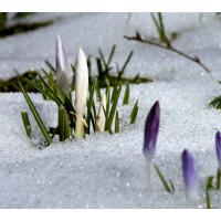 2275_0478 Schnee im Frühling - Schneekristalle und Krokusblüte. | 